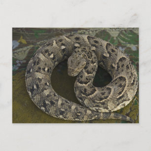 Postal Cazador de serpientes, Víbora sopladora africana B