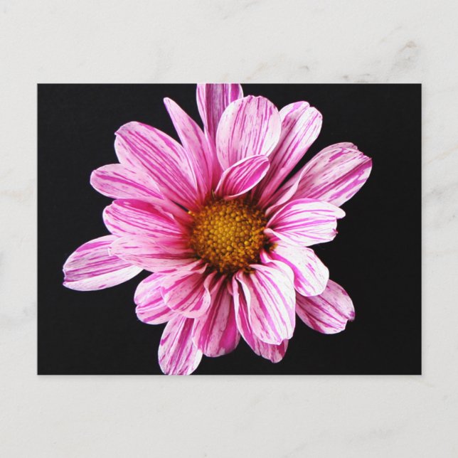 Postal Cccna de flor de crisantemo (Anverso)