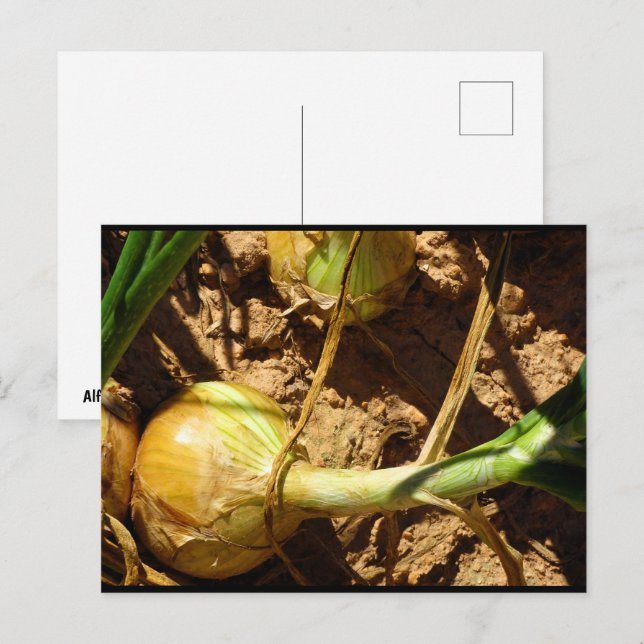 Postal Cebolla en Cosecha (Anverso / Reverso)