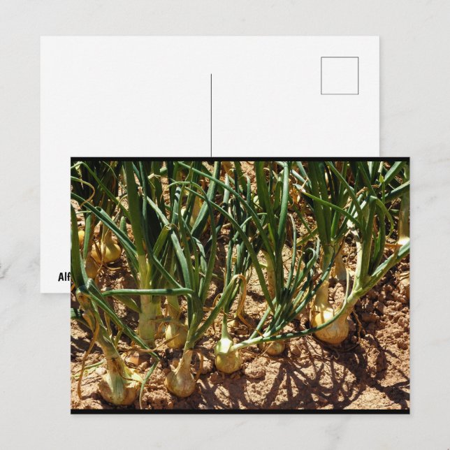 Postal Cebolla Española en Cosecha (Anverso / Reverso)