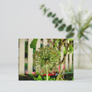 Postal Cebolla Ornamental