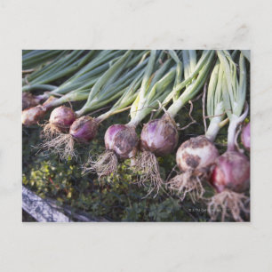Postal Cebollas frescas, Domaine de l'Ardagnole,