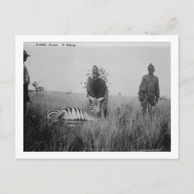 Postal Cebra asesinada por nativos en África. Fotografía (Anverso)