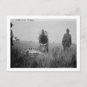 Postal Cebra asesinada por nativos en África. Fotografía