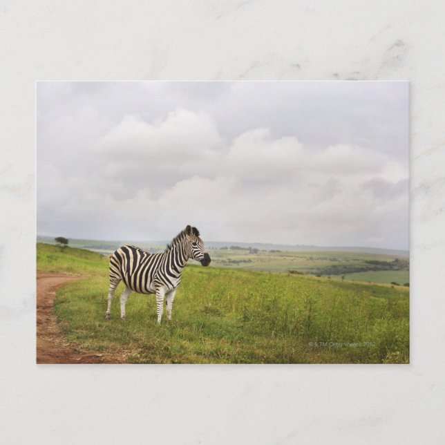 Postal Cebra en el campo, Sudáfrica (Anverso)