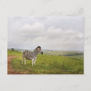 Postal Cebra en el campo, Sudáfrica