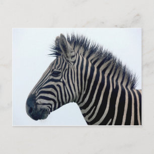 Postal Cebra Safari Lindo Africano Elegante Rayas
