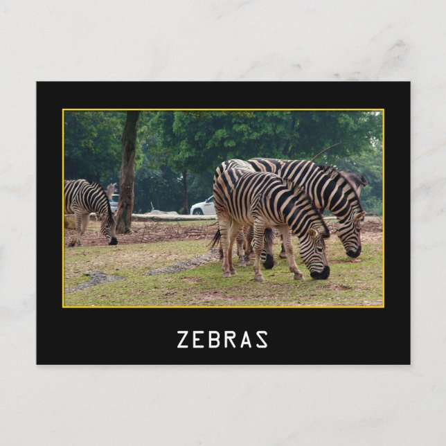 Postal Cebras (Anverso)