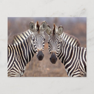 Postal Cebras comunes, Parque Nacional Kruger