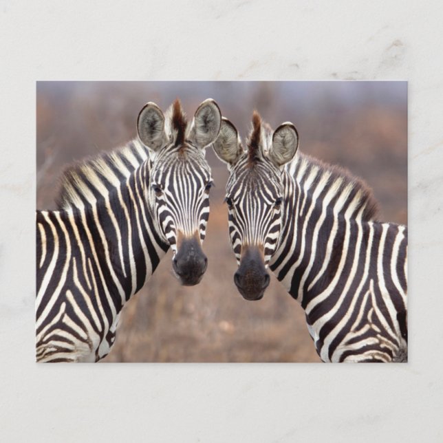 Postal Cebras comunes, Parque Nacional Kruger (Anverso)