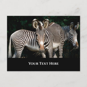Postal Cebras de Grevy