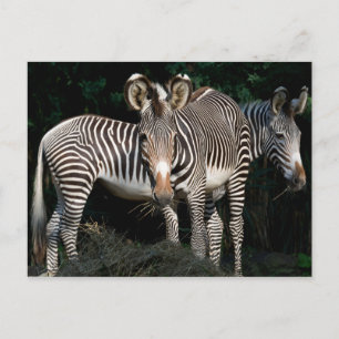Postal Cebras de Grevy