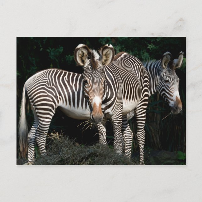 Postal Cebras de Grevy (Anverso)