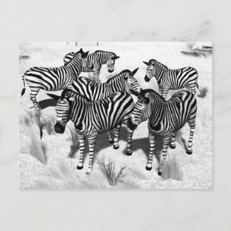 Postal Cebras en blanco y negro