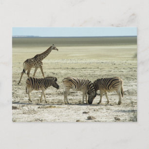 Postal cebras en el parque nacional etosha namibia africa