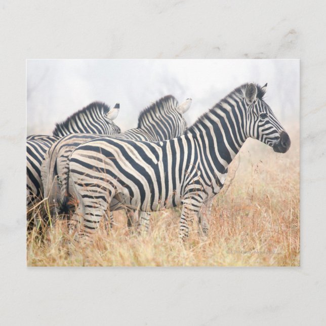 Postal Cebras en polvo temprano en la mañana, Kruger Nati (Anverso)