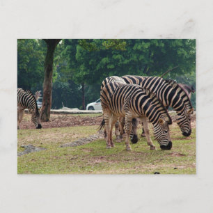 Postal cebras en un zoológico de animales salvajes