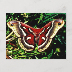 Postal Cecropia moth
