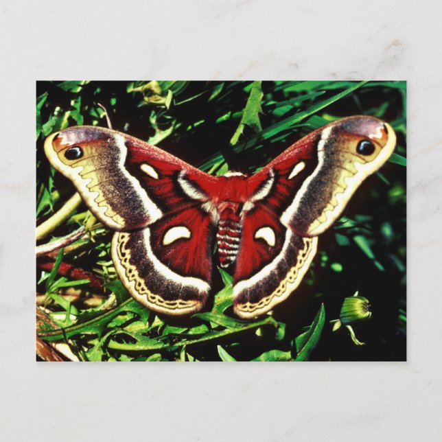 Postal Cecropia moth (Anverso)
