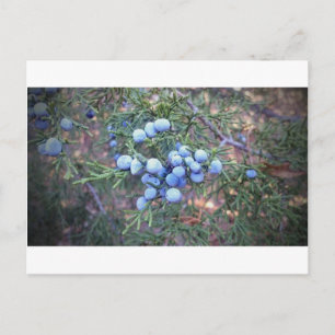 Postal Cedar Berries