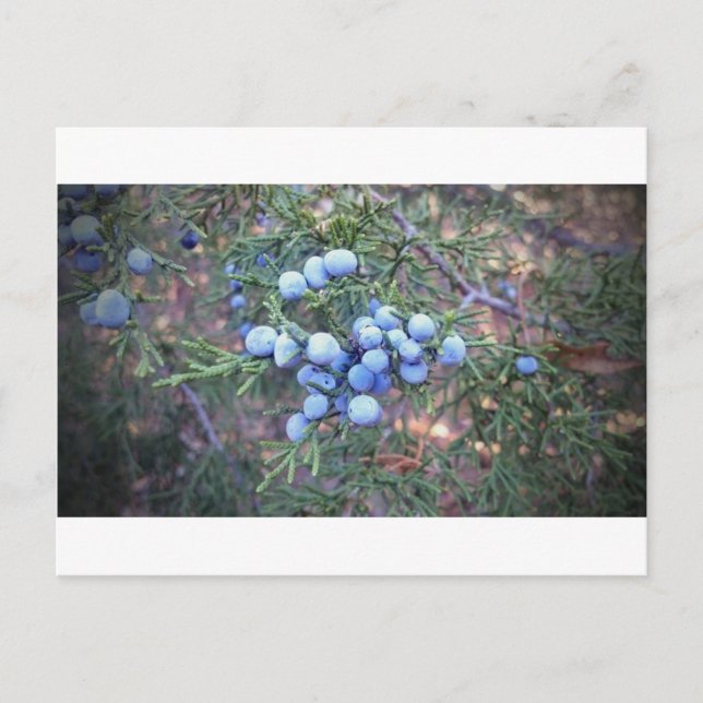 Postal Cedar Berries (Anverso)