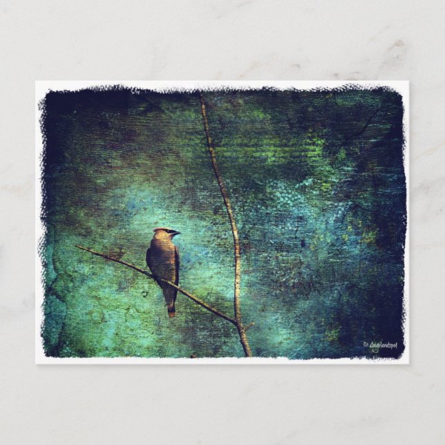 Postal Cedar Waxwing (Anverso)