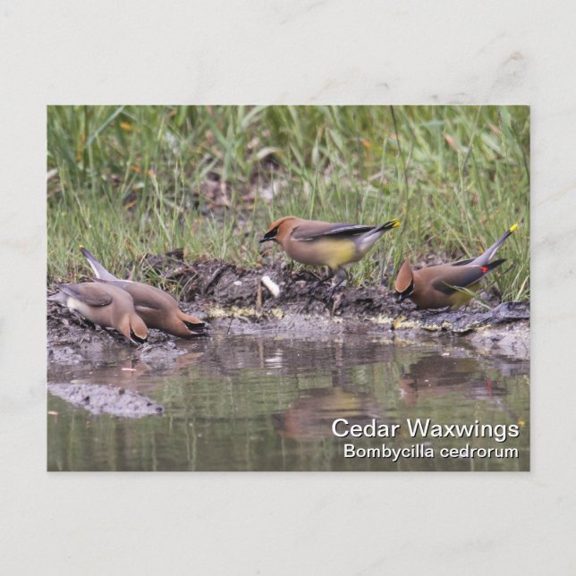 Postal Cedar Waxwing (Anverso)