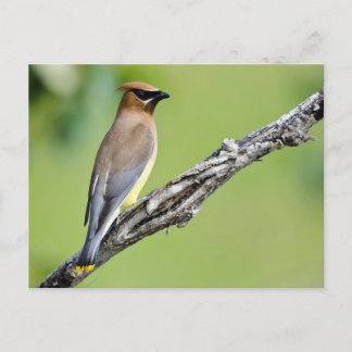Postal Cedar Waxwing