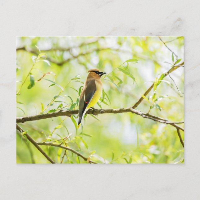 Postal Cedar Waxwing (Anverso)