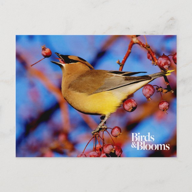 Postal Cedar Waxwing (Anverso)