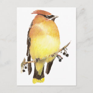 Postal Cedar Waxwing, acuarela
