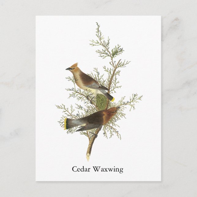 Postal Cedar Waxwing, John Audubon (Anverso)