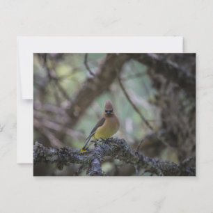 Postal Cedar Waxwing sobre una rama