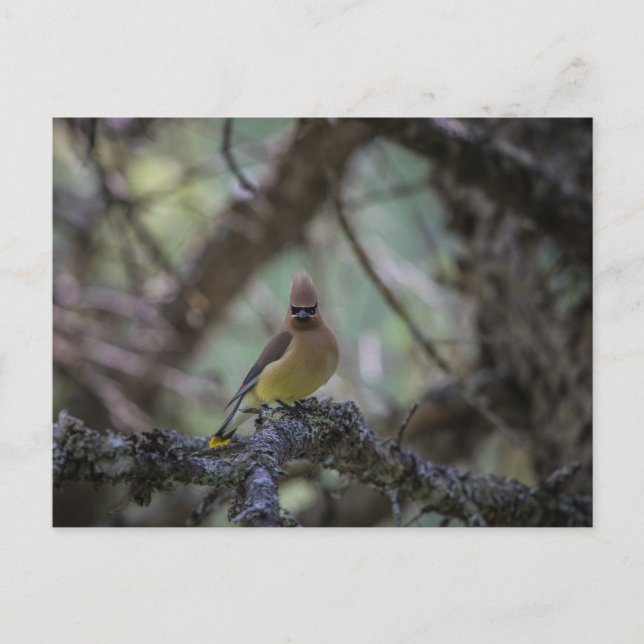 Postal Cedar Waxwing sobre una rama (Anverso)