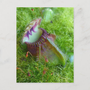 Postal Cefalotus