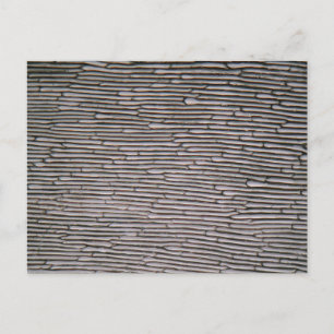 Postal Celdas epidermis de cebolla de Shallot bajo el mic