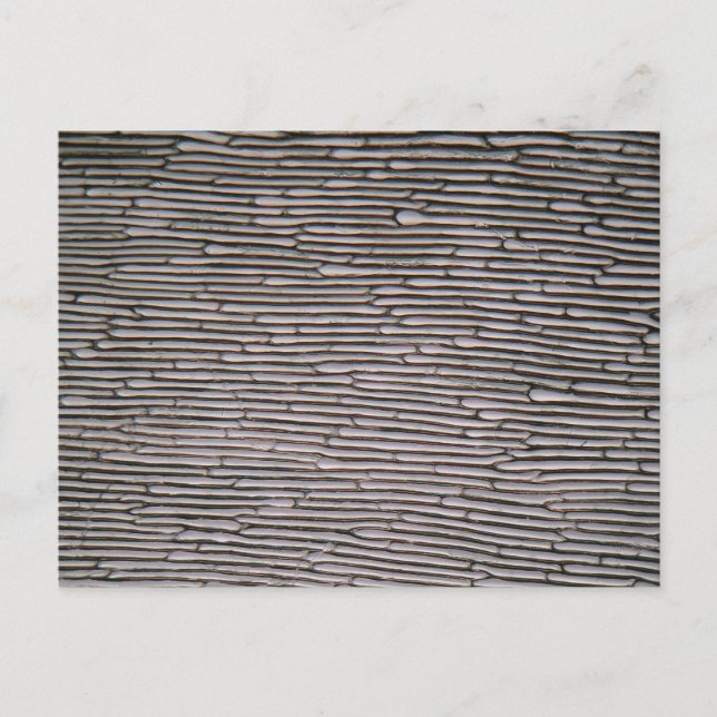 Postal Celdas epidermis de cebolla de Shallot bajo el mic (Anverso)