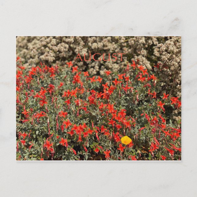 POSTAL CELEBRACIÓN DEL COLOR DE CALIFORNIA: POSTCARTA DE  (Anverso)