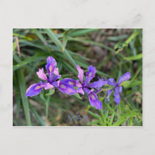 POSTAL CELEBRACIÓN DEL COLOR DE CALIFORNIA: PUEDE POSTCAR