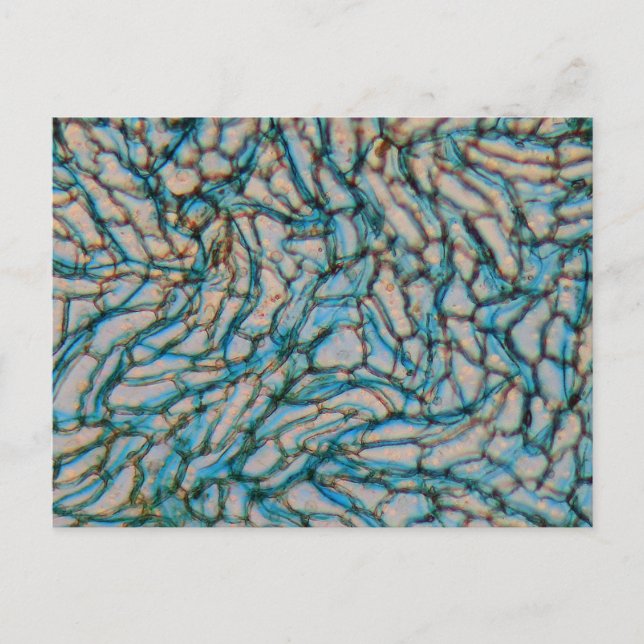 Postal Células de pimienta Campana bajo el microscopio (Anverso)