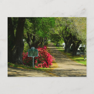 Postal Cementerio de Natchez