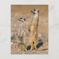 Centinelas de Meerkat (Suricata Suricatta), Karas