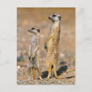 Postal Centinelas de Meerkat (Suricata Suricatta), Karas