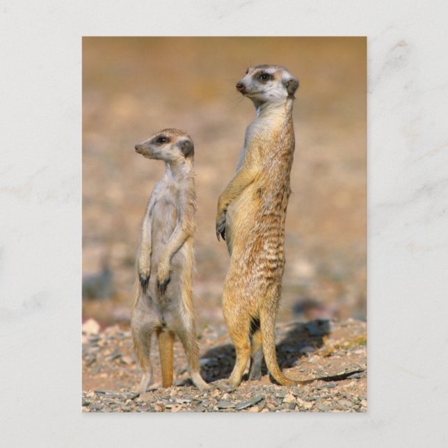 Postal Centinelas de Meerkat (Suricata Suricatta), Karas (Anverso)