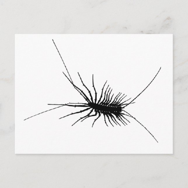 Postal Centipede Casa Negro Aterrador Bug Insect Gross Gr (Anverso)