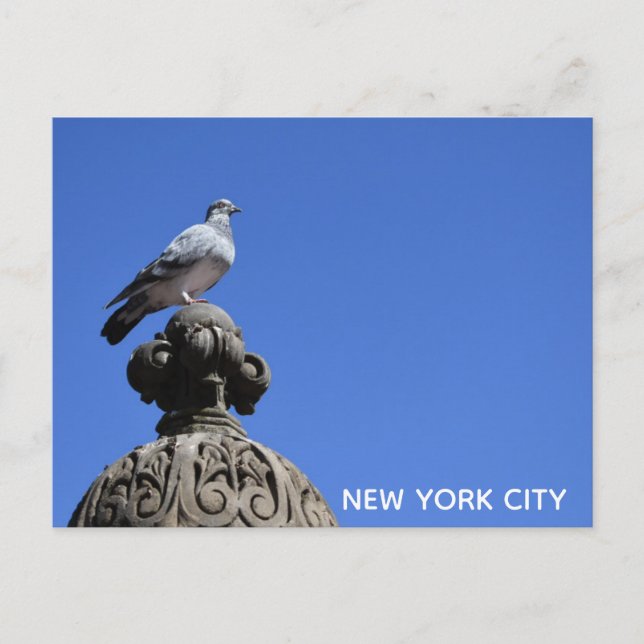 Postal Central Park Pigeon Blue Sky New York City Bird (Anverso)