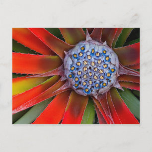 Postal Centro de una agave en flor - San Francisco