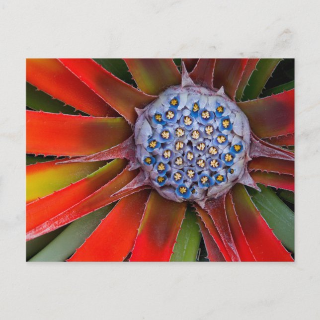 Postal Centro de una agave en flor - San Francisco (Anverso)