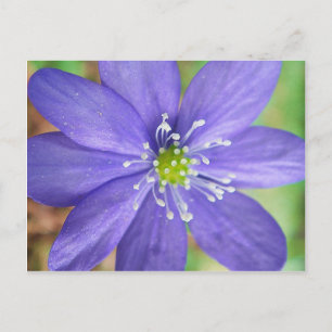 Postal Centro de una flor azul con sellos blancos