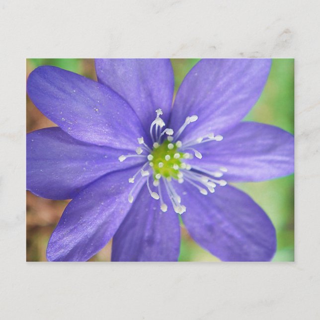 Postal Centro de una flor azul con sellos blancos (Anverso)